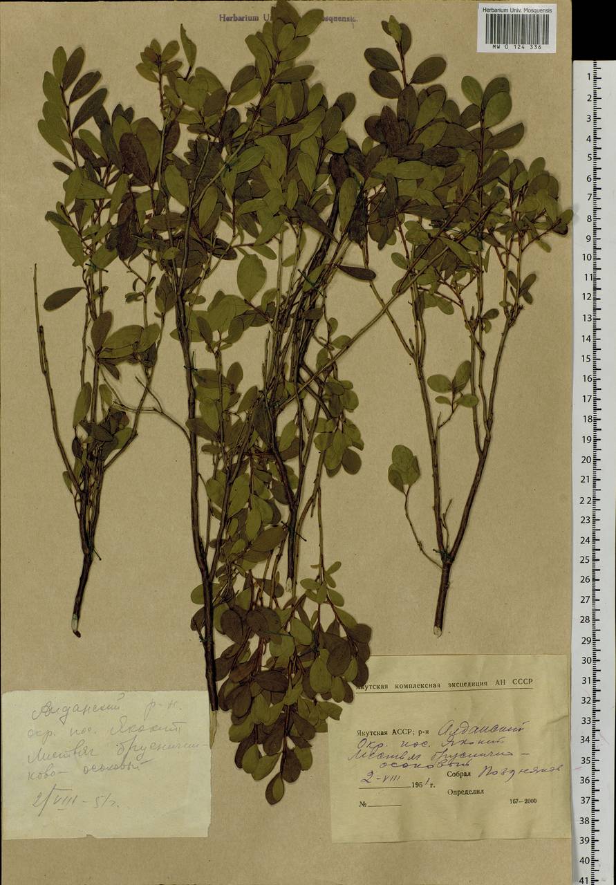 Vaccinium uliginosum L., Siberia, Yakutia (S5) (Russia)