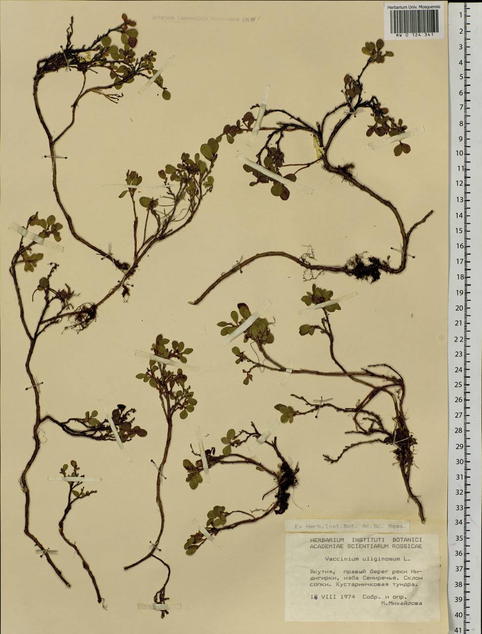 Vaccinium uliginosum L., Siberia, Yakutia (S5) (Russia)