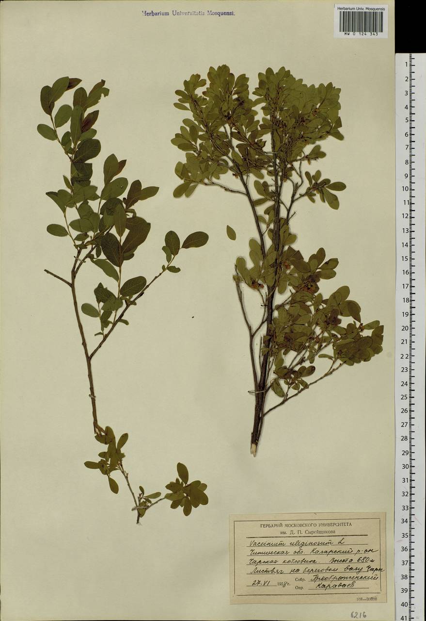 Vaccinium uliginosum L., Siberia, Baikal & Transbaikal region (S4) (Russia)