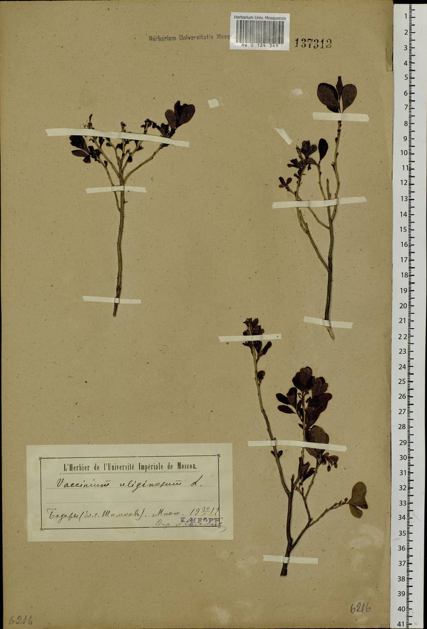 Vaccinium uliginosum L., Siberia, Baikal & Transbaikal region (S4) (Russia)