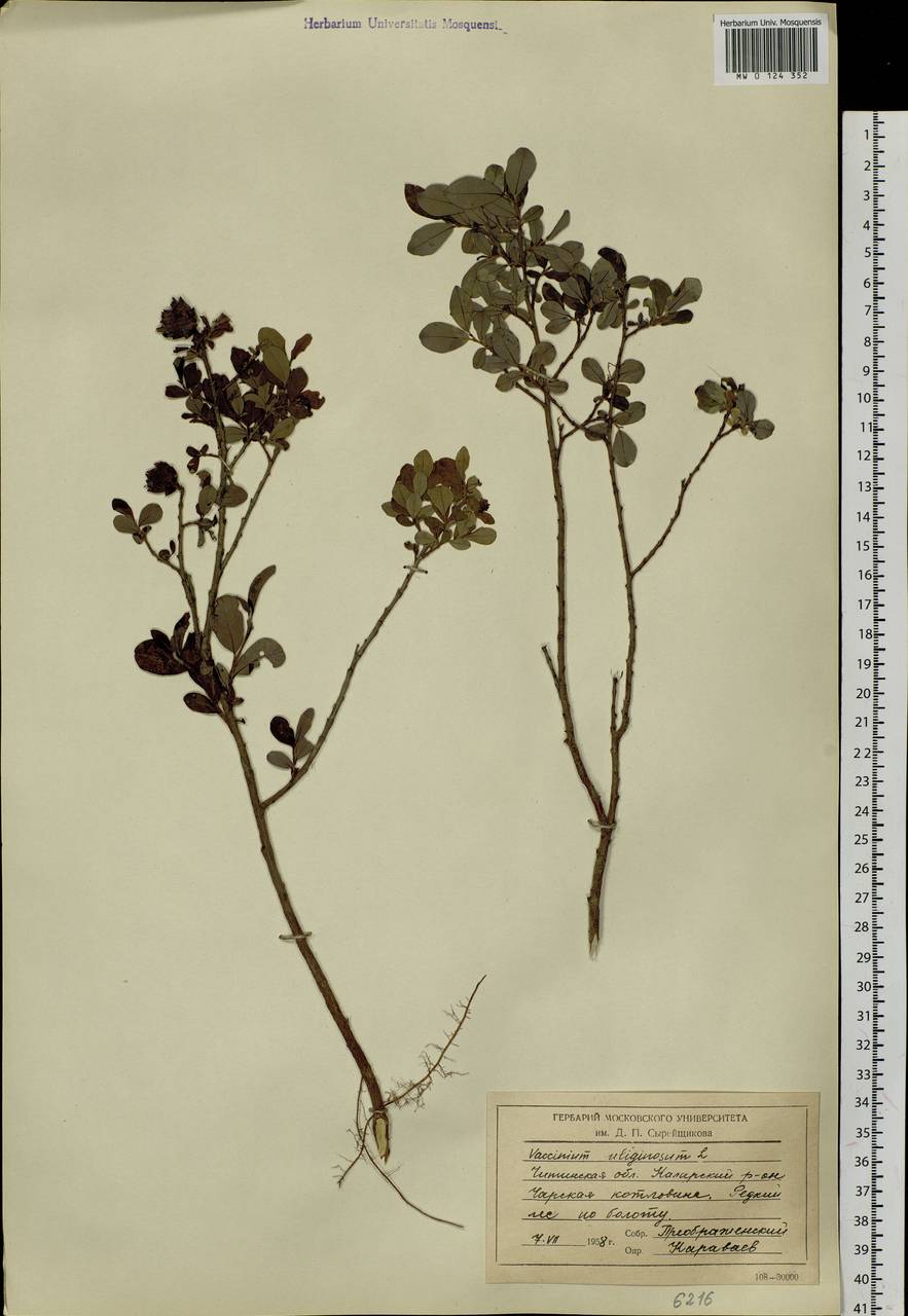 Vaccinium uliginosum L., Siberia, Baikal & Transbaikal region (S4) (Russia)