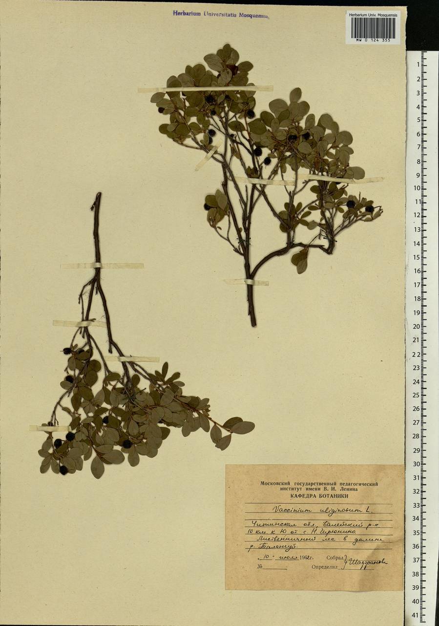Vaccinium uliginosum L., Siberia, Baikal & Transbaikal region (S4) (Russia)