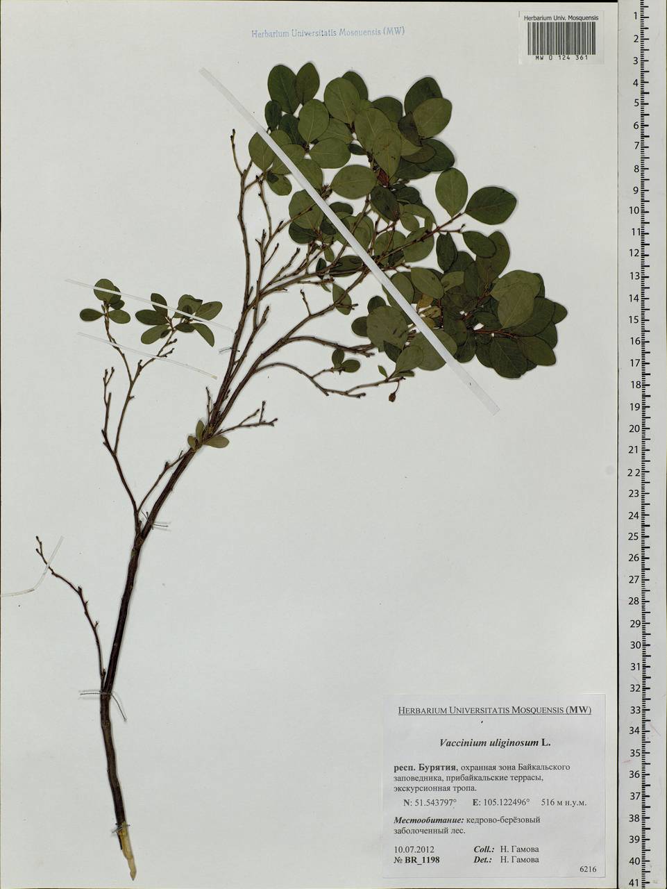 Vaccinium uliginosum L., Siberia, Baikal & Transbaikal region (S4) (Russia)