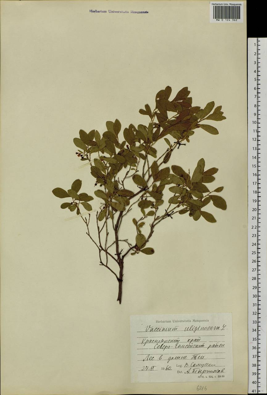 Vaccinium uliginosum L., Siberia, Central Siberia (S3) (Russia)