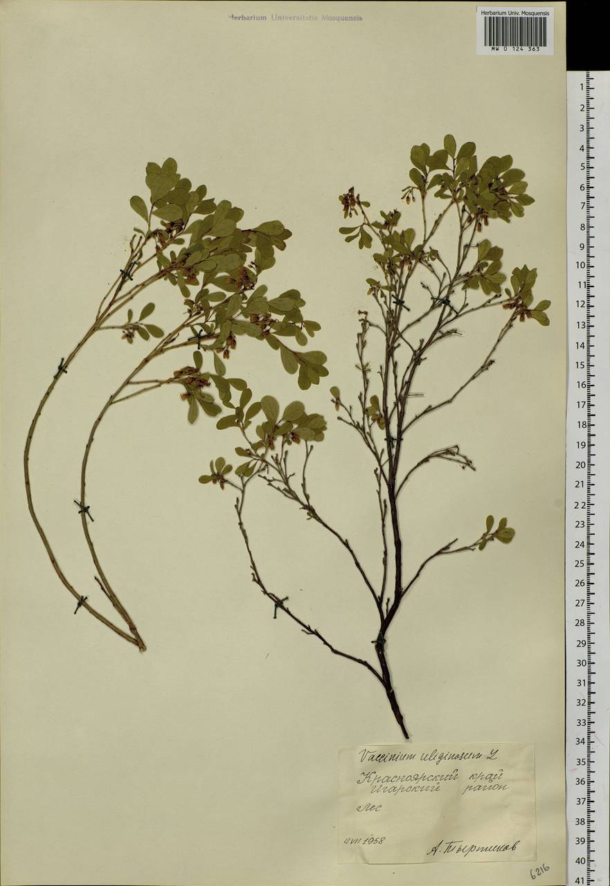 Vaccinium uliginosum L., Siberia, Central Siberia (S3) (Russia)