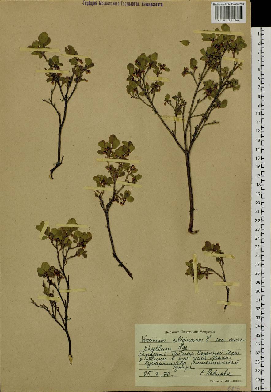 Vaccinium uliginosum L., Siberia, Central Siberia (S3) (Russia)
