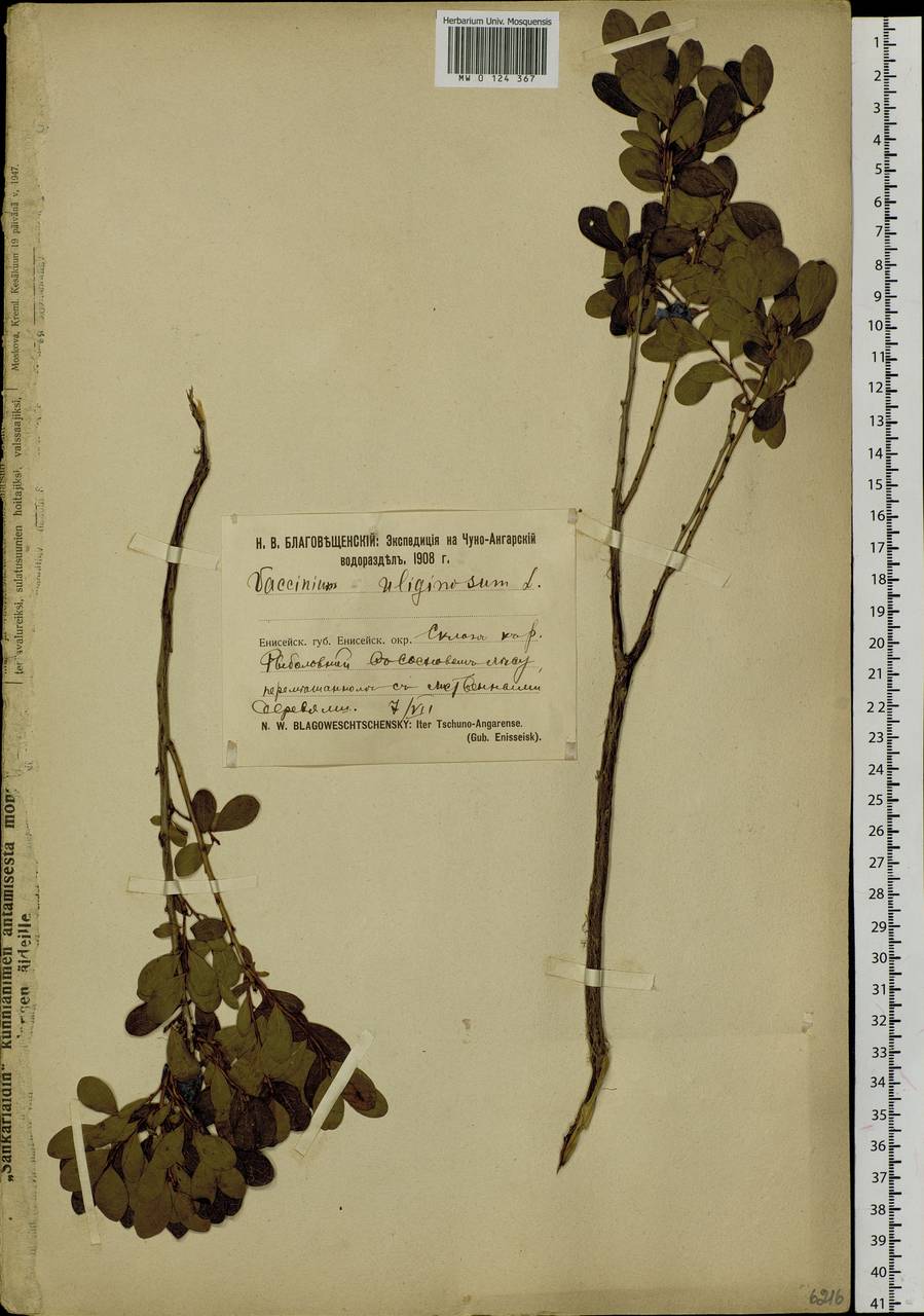 Vaccinium uliginosum L., Siberia, Central Siberia (S3) (Russia)