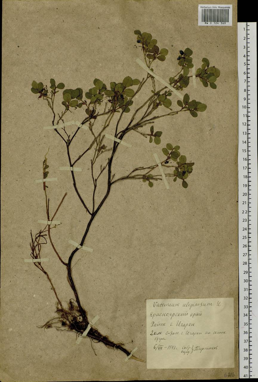 Vaccinium uliginosum L., Siberia, Central Siberia (S3) (Russia)