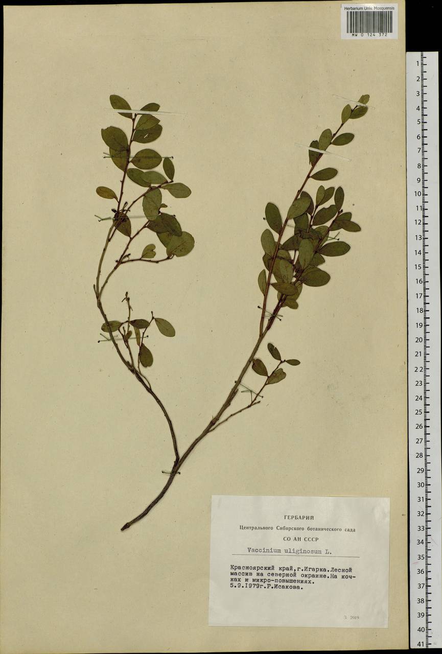Vaccinium uliginosum L., Siberia, Central Siberia (S3) (Russia)