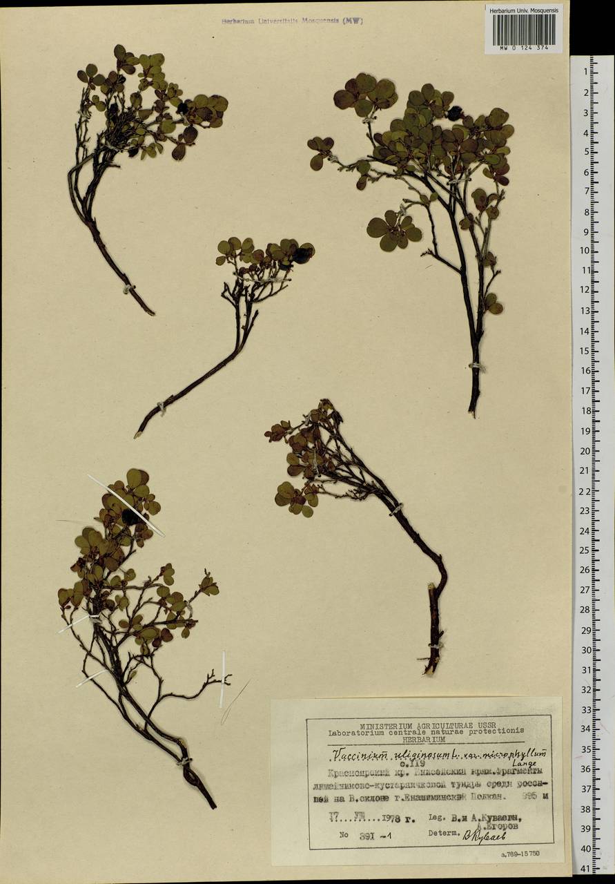 Vaccinium uliginosum L., Siberia, Central Siberia (S3) (Russia)