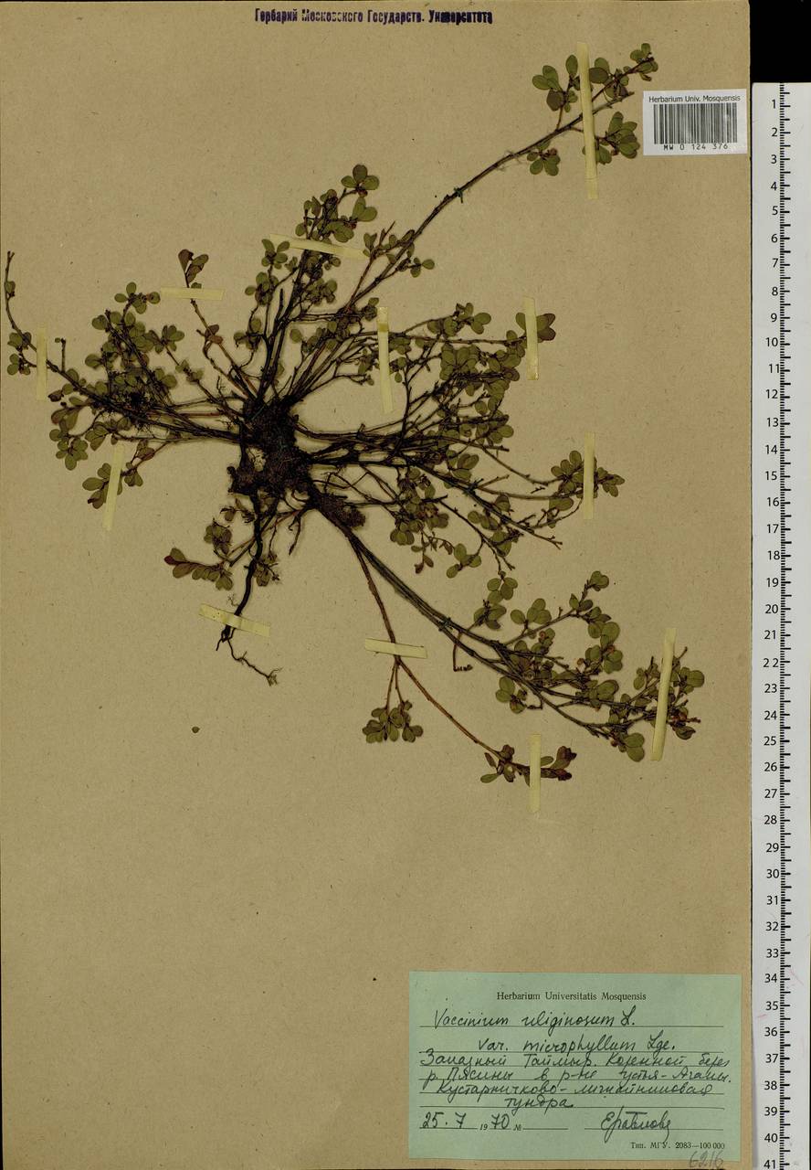 Vaccinium uliginosum L., Siberia, Central Siberia (S3) (Russia)