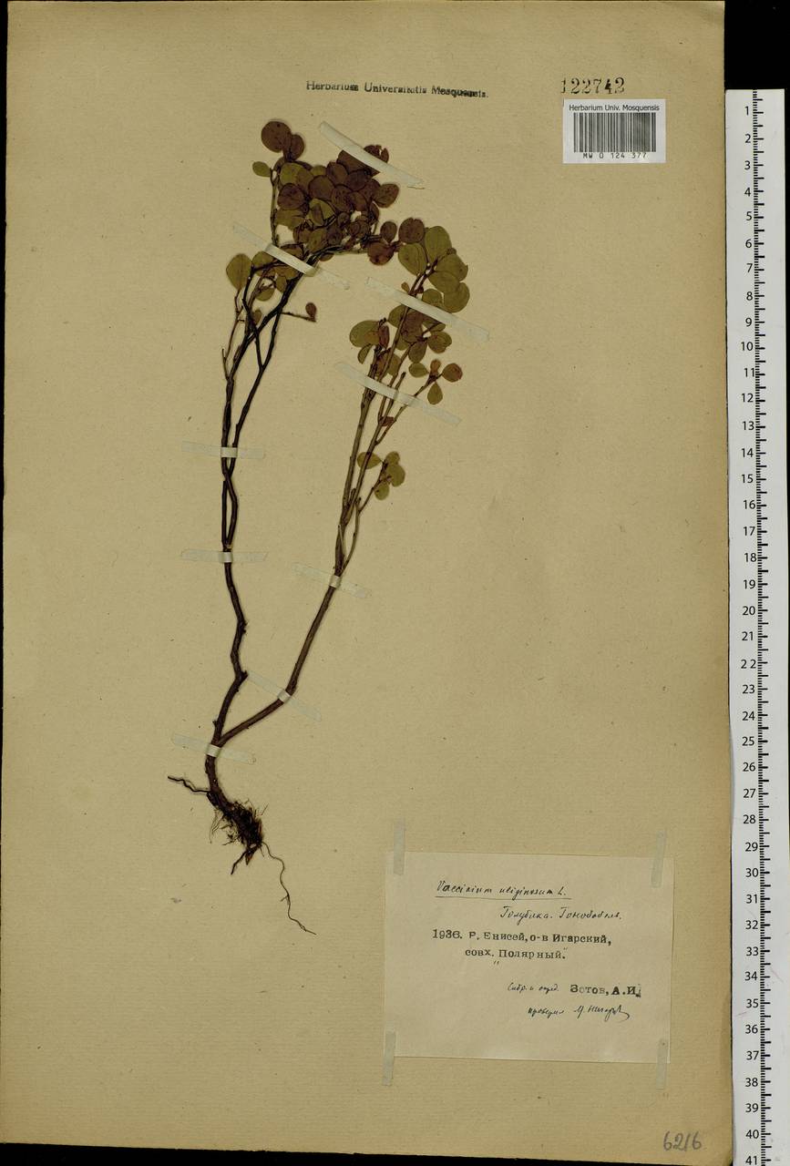 Vaccinium uliginosum L., Siberia, Central Siberia (S3) (Russia)