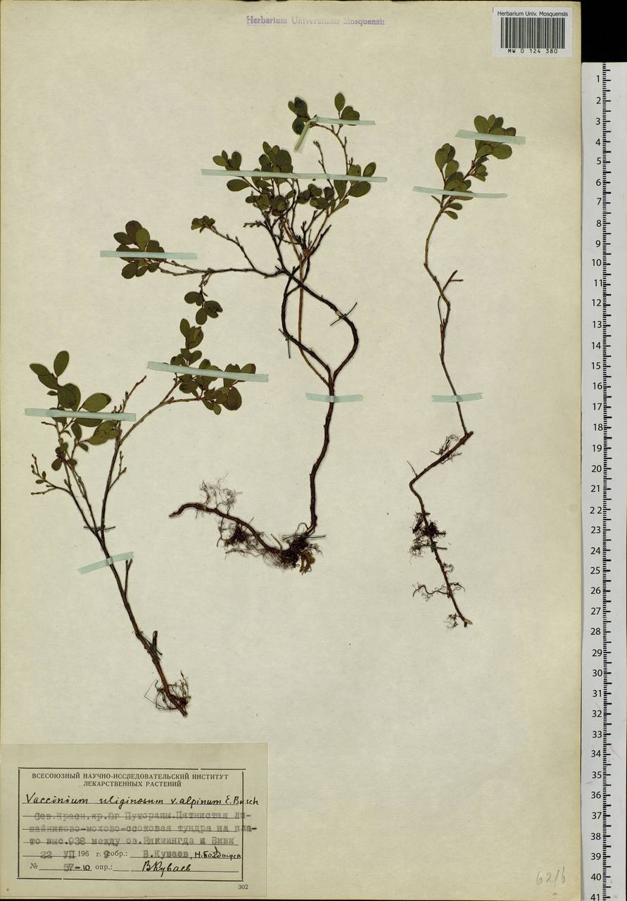 Vaccinium uliginosum L., Siberia, Central Siberia (S3) (Russia)