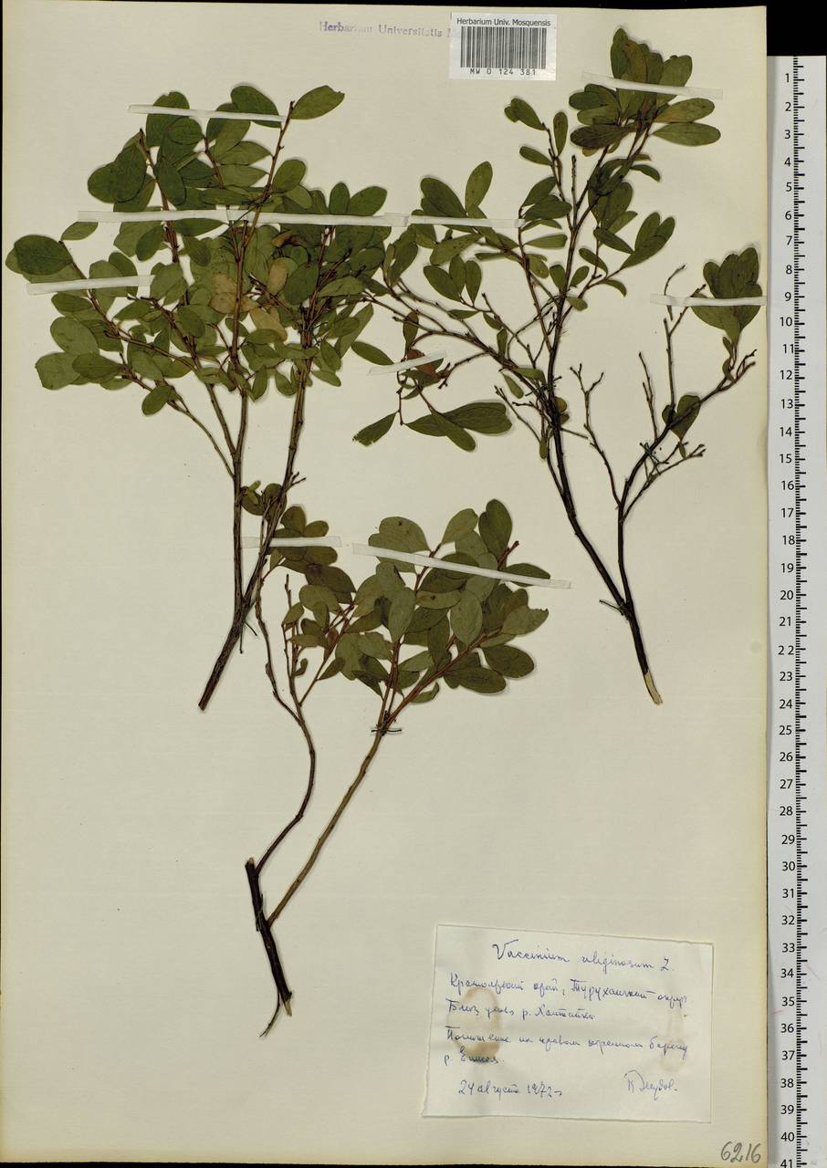 Vaccinium uliginosum L., Siberia, Central Siberia (S3) (Russia)