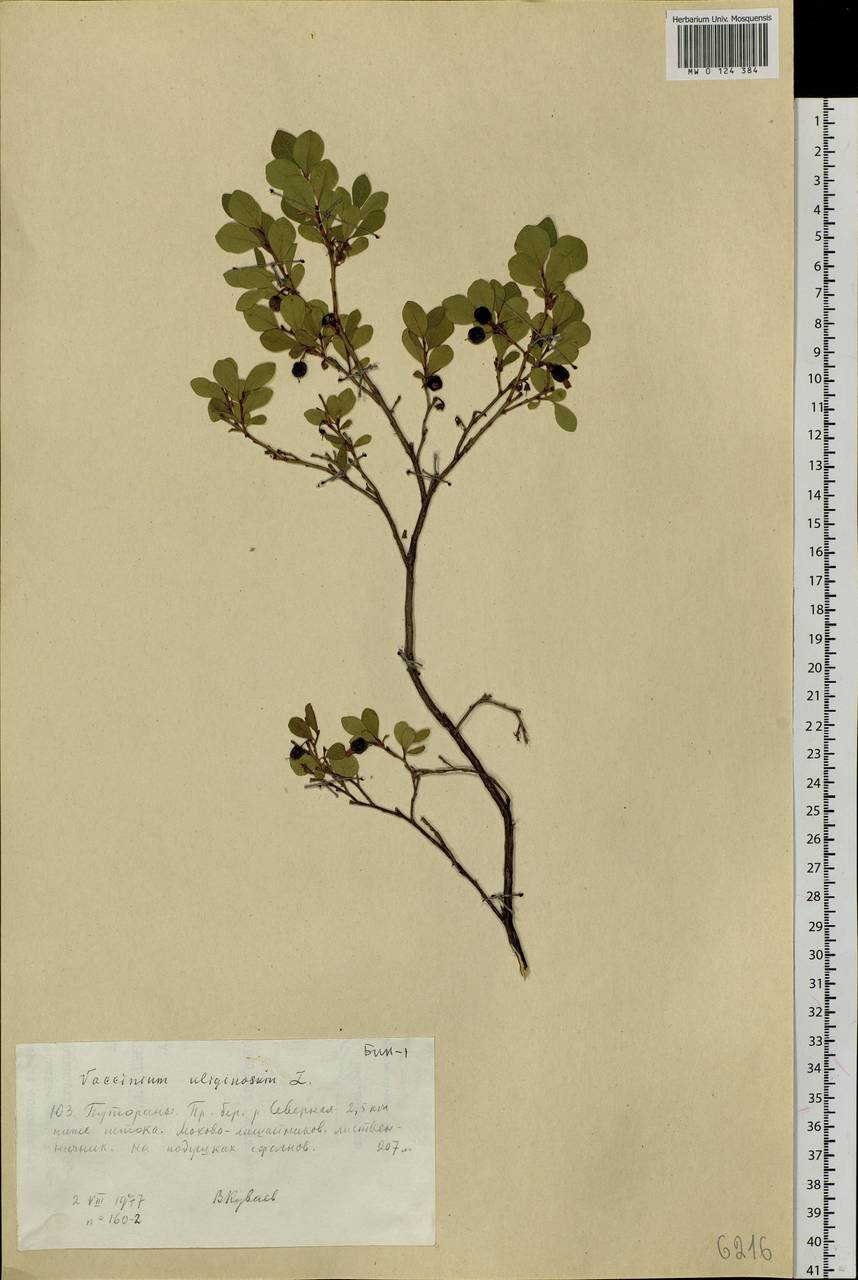 Vaccinium uliginosum L., Siberia, Central Siberia (S3) (Russia)