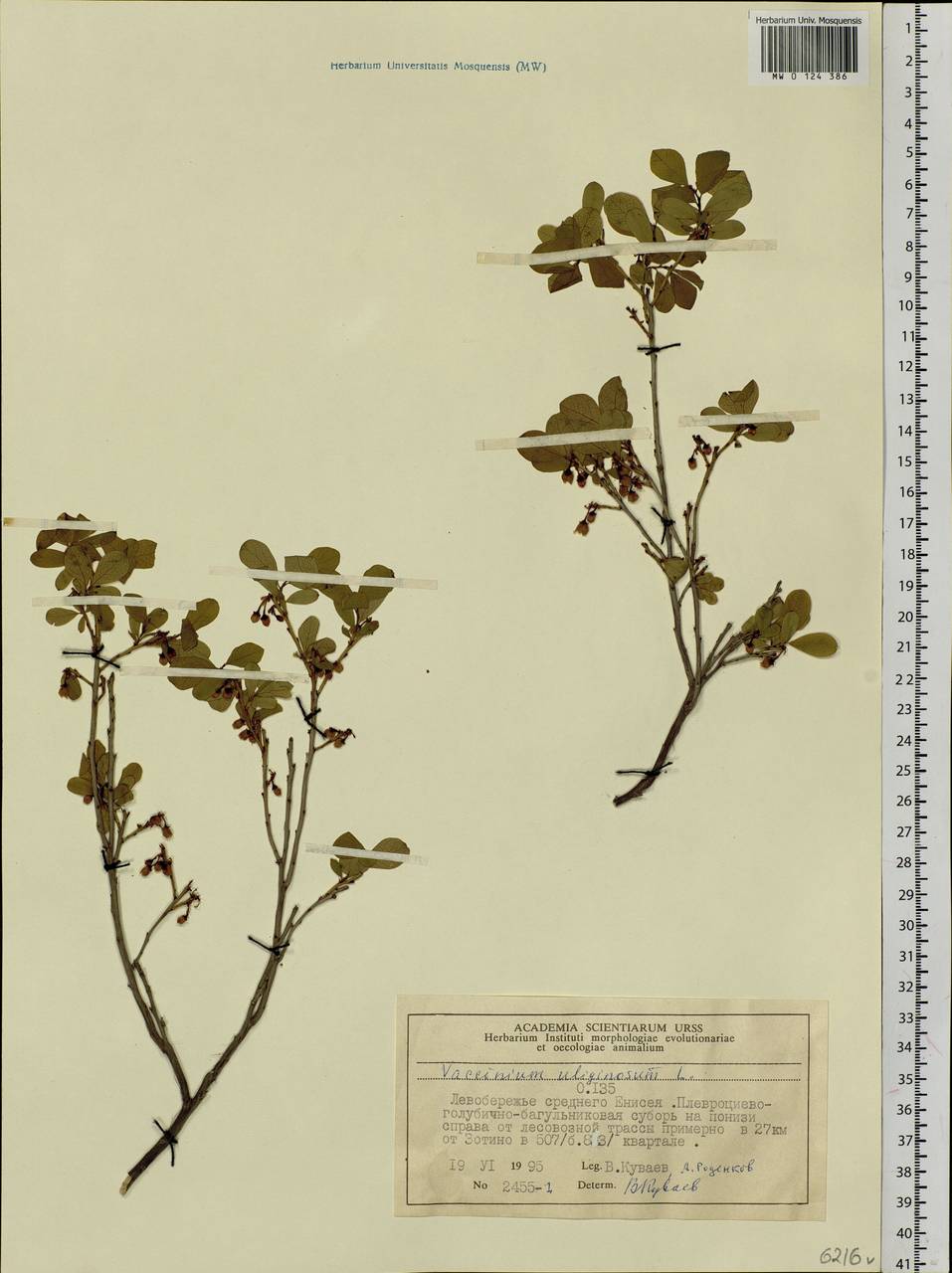 Vaccinium uliginosum L., Siberia, Central Siberia (S3) (Russia)