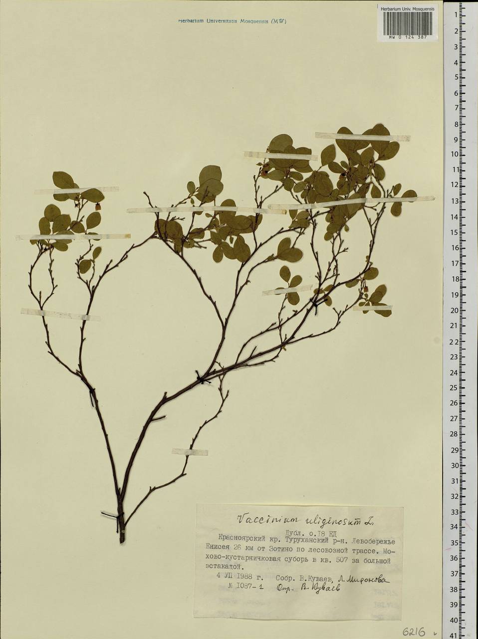 Vaccinium uliginosum L., Siberia, Central Siberia (S3) (Russia)