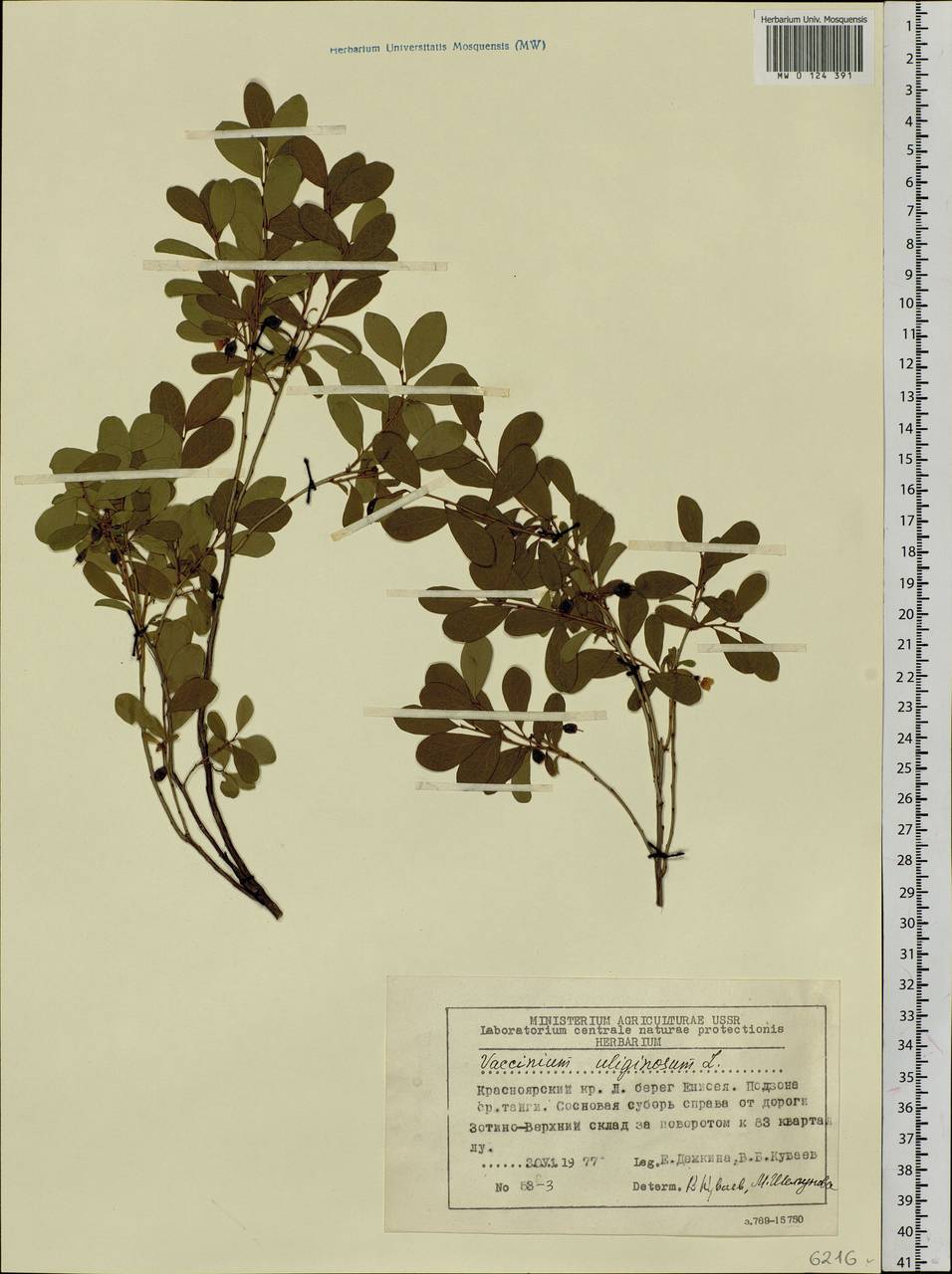 Vaccinium uliginosum L., Siberia, Central Siberia (S3) (Russia)