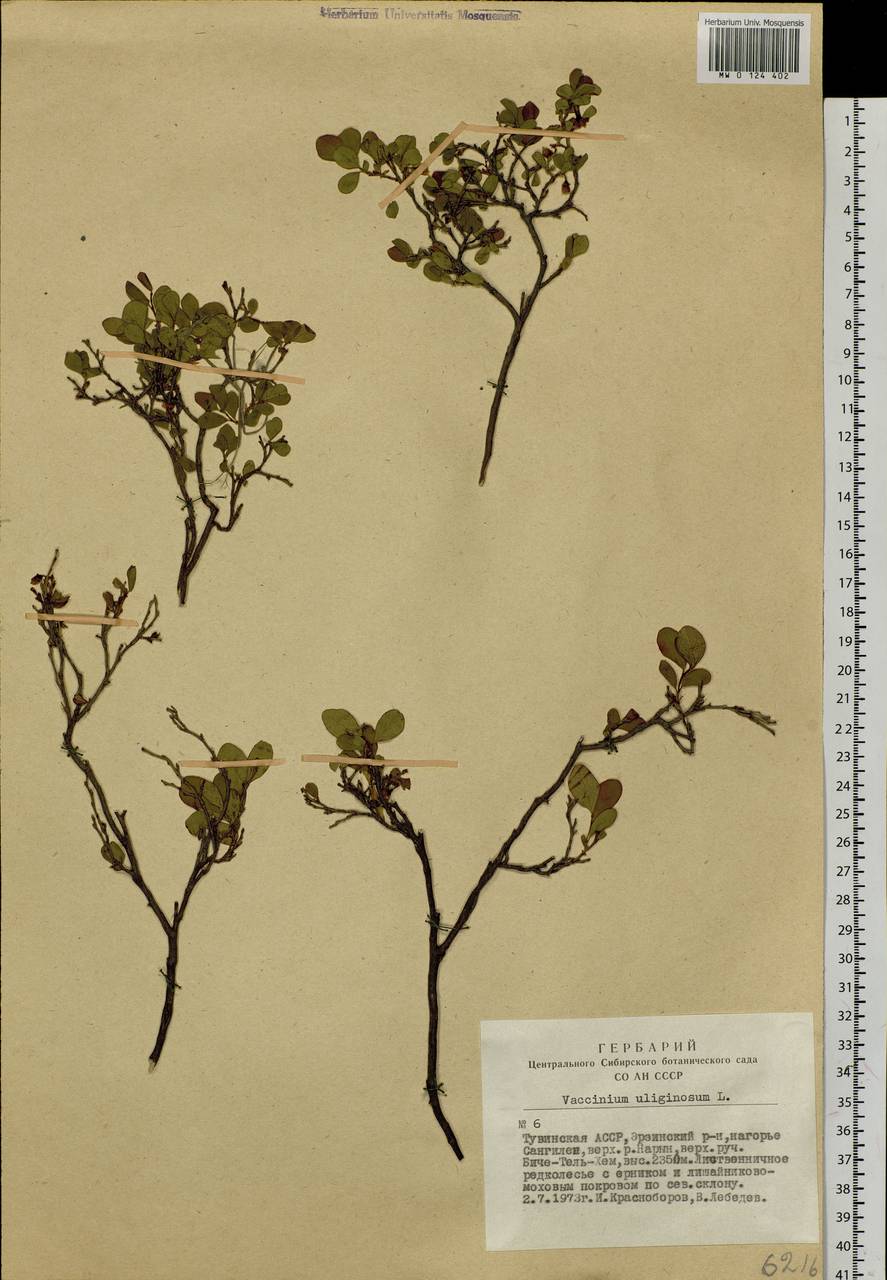 Vaccinium uliginosum L., Siberia, Altai & Sayany Mountains (S2) (Russia)