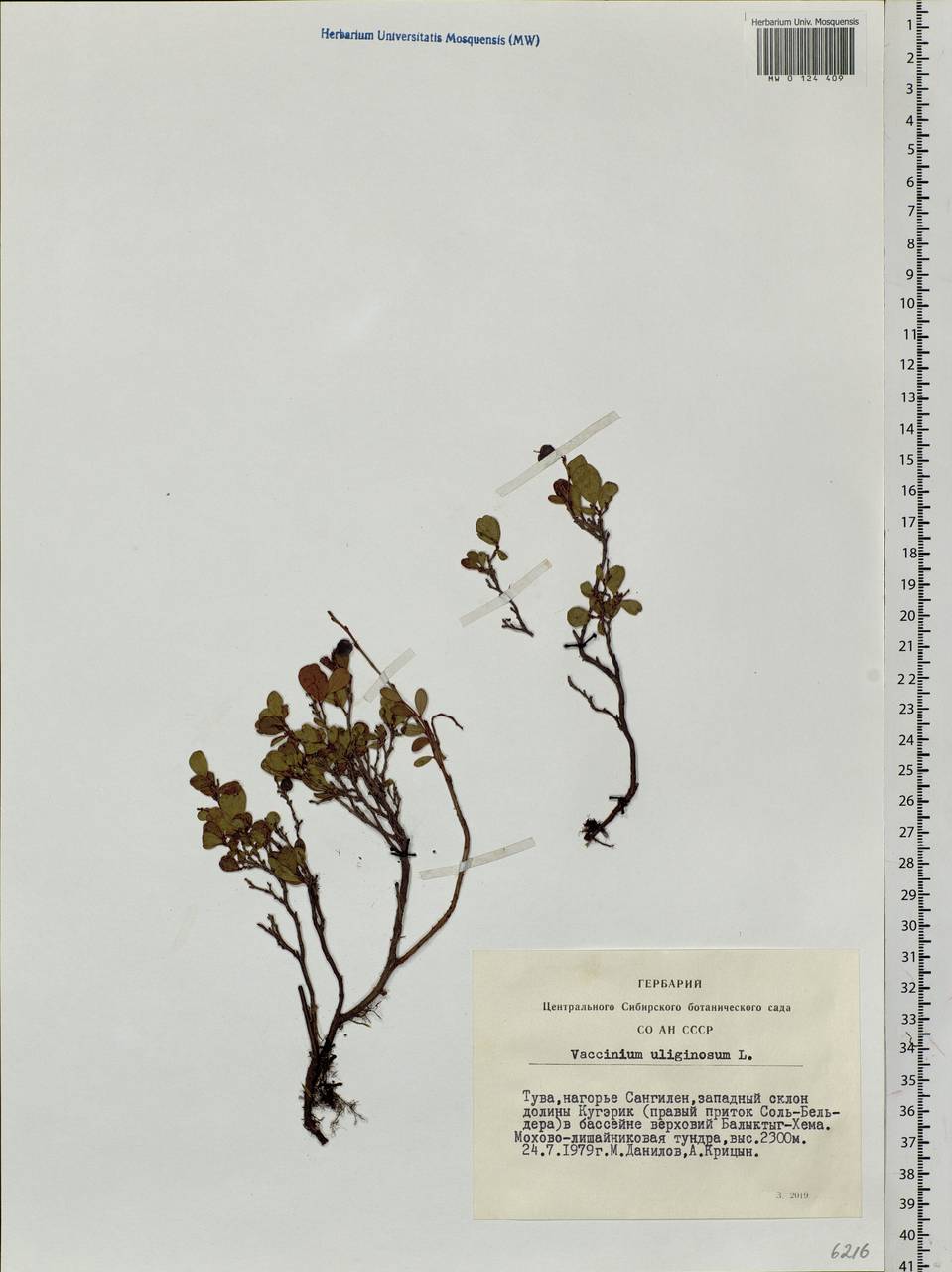 Vaccinium uliginosum L., Siberia, Altai & Sayany Mountains (S2) (Russia)
