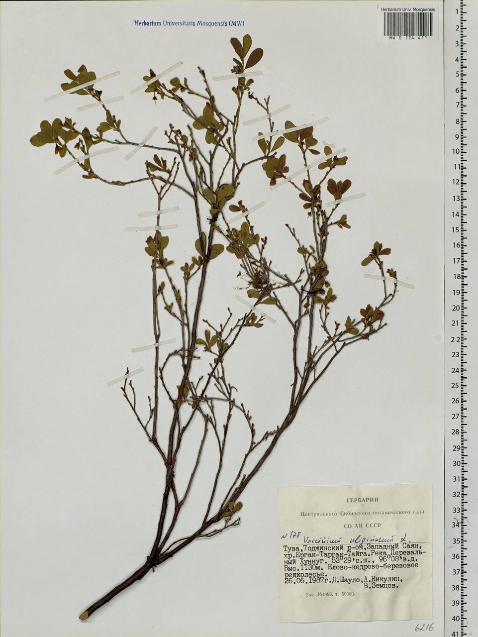 Vaccinium uliginosum L., Siberia, Altai & Sayany Mountains (S2) (Russia)