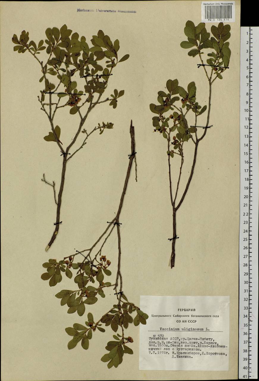 Vaccinium uliginosum L., Siberia, Altai & Sayany Mountains (S2) (Russia)