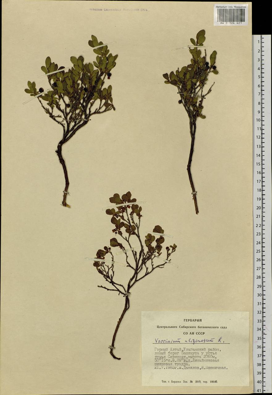Vaccinium uliginosum L., Siberia, Altai & Sayany Mountains (S2) (Russia)