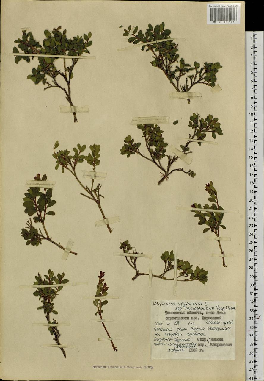 Vaccinium uliginosum L., Siberia, Western Siberia (S1) (Russia)