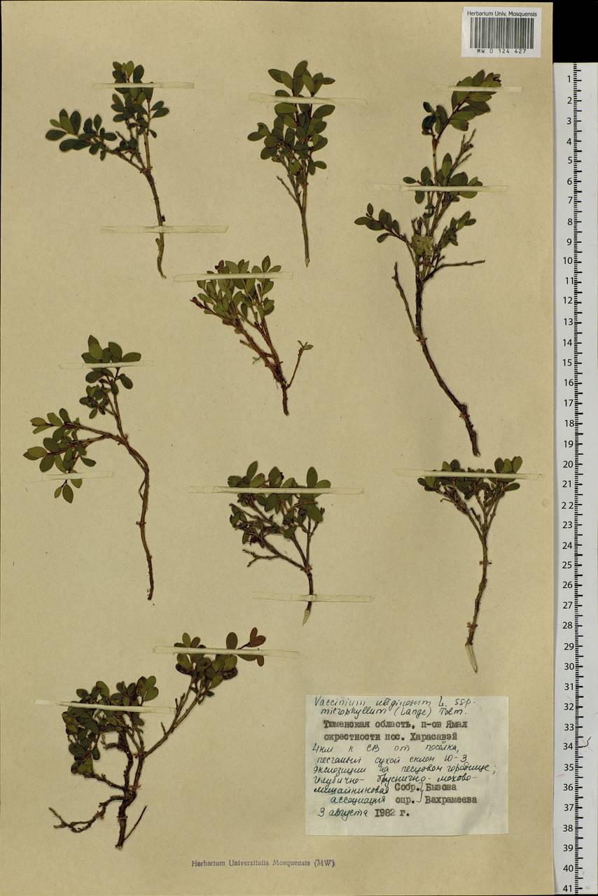 Vaccinium uliginosum L., Siberia, Western Siberia (S1) (Russia)