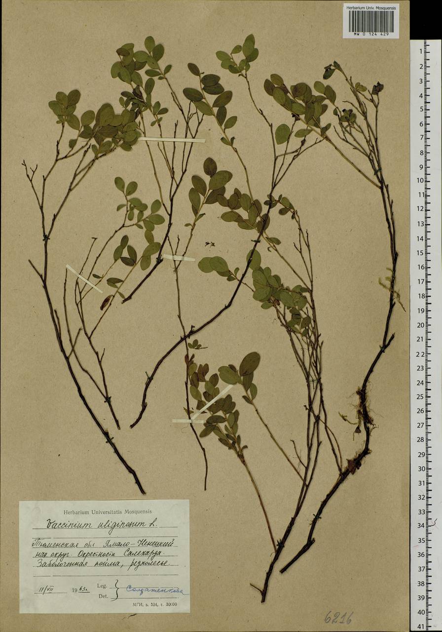 Vaccinium uliginosum L., Siberia, Western Siberia (S1) (Russia)