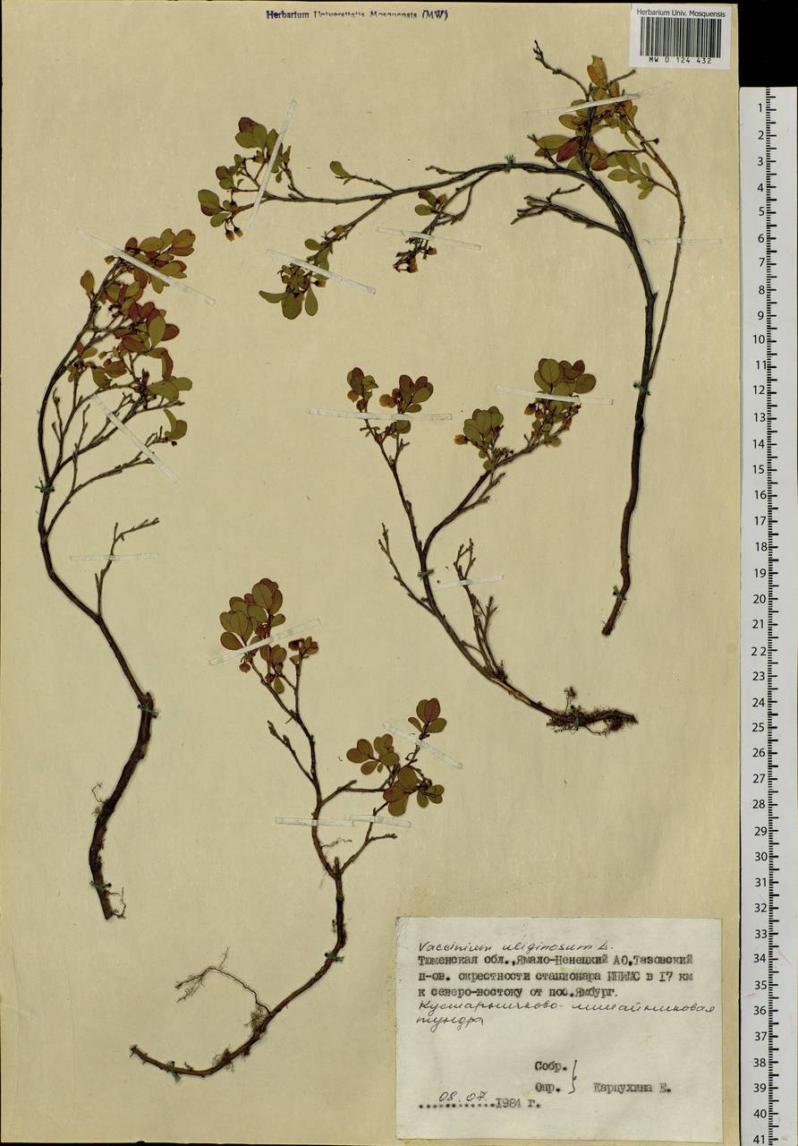 Vaccinium uliginosum L., Siberia, Western Siberia (S1) (Russia)
