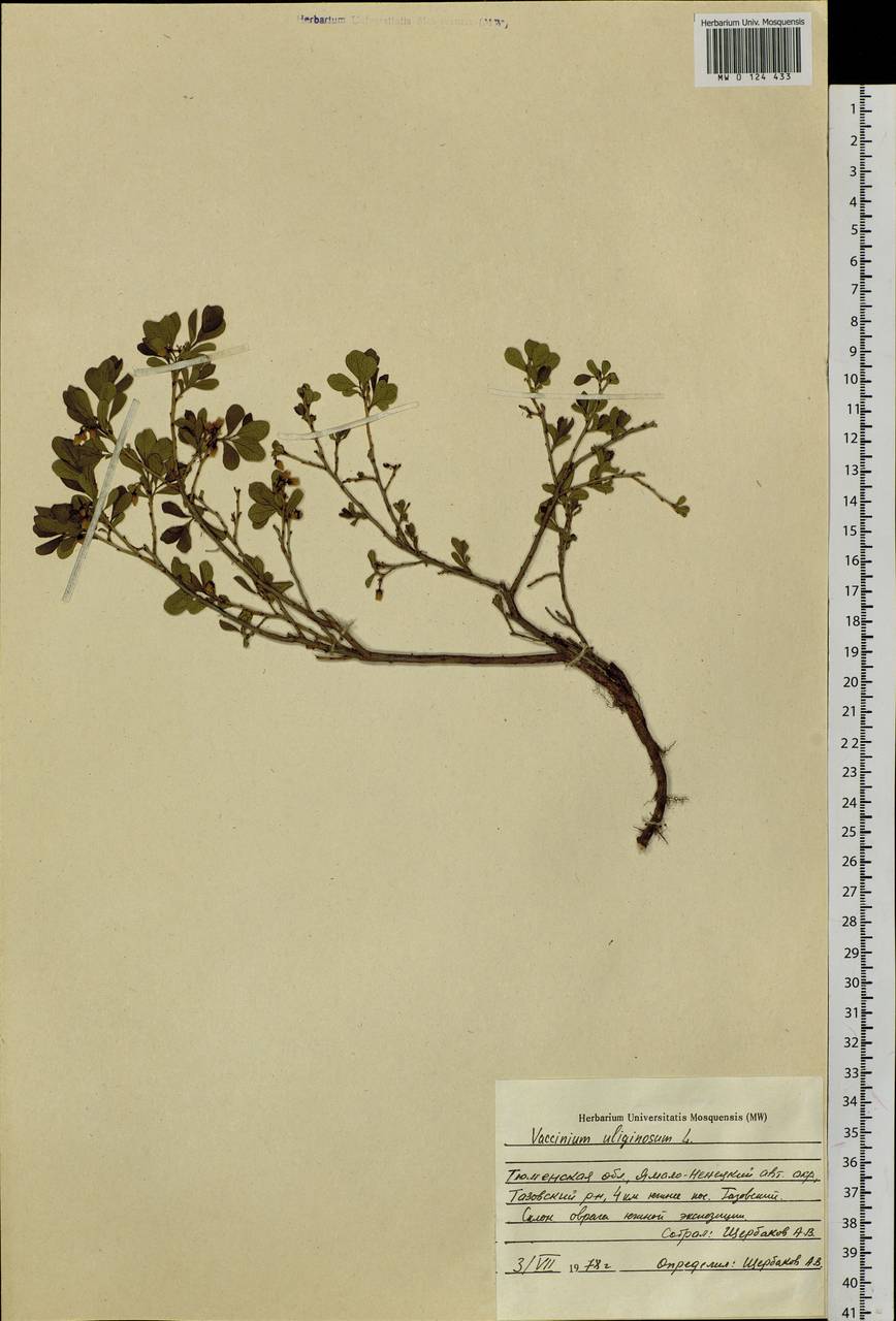 Vaccinium uliginosum L., Siberia, Western Siberia (S1) (Russia)