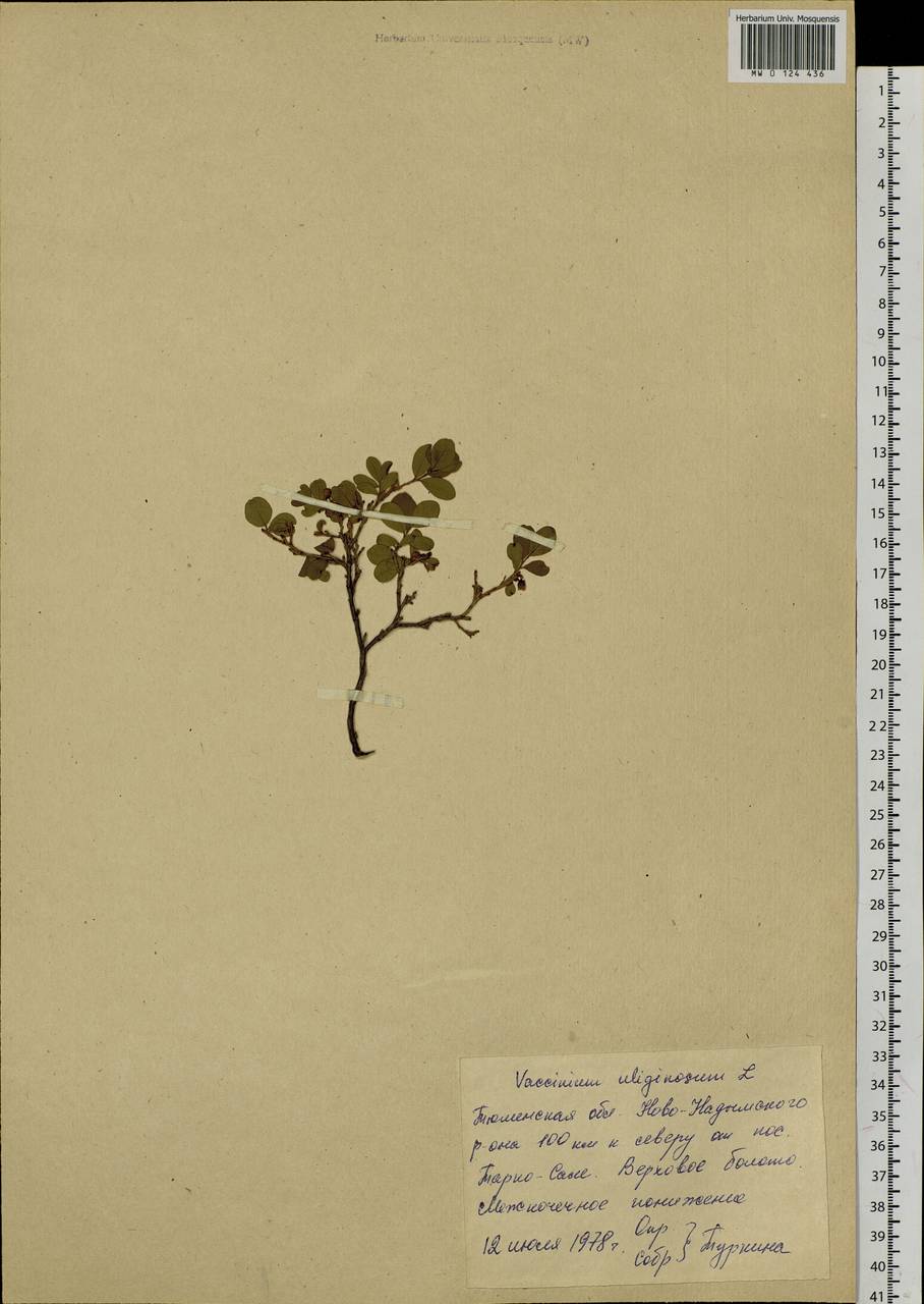 Vaccinium uliginosum L., Siberia, Western Siberia (S1) (Russia)