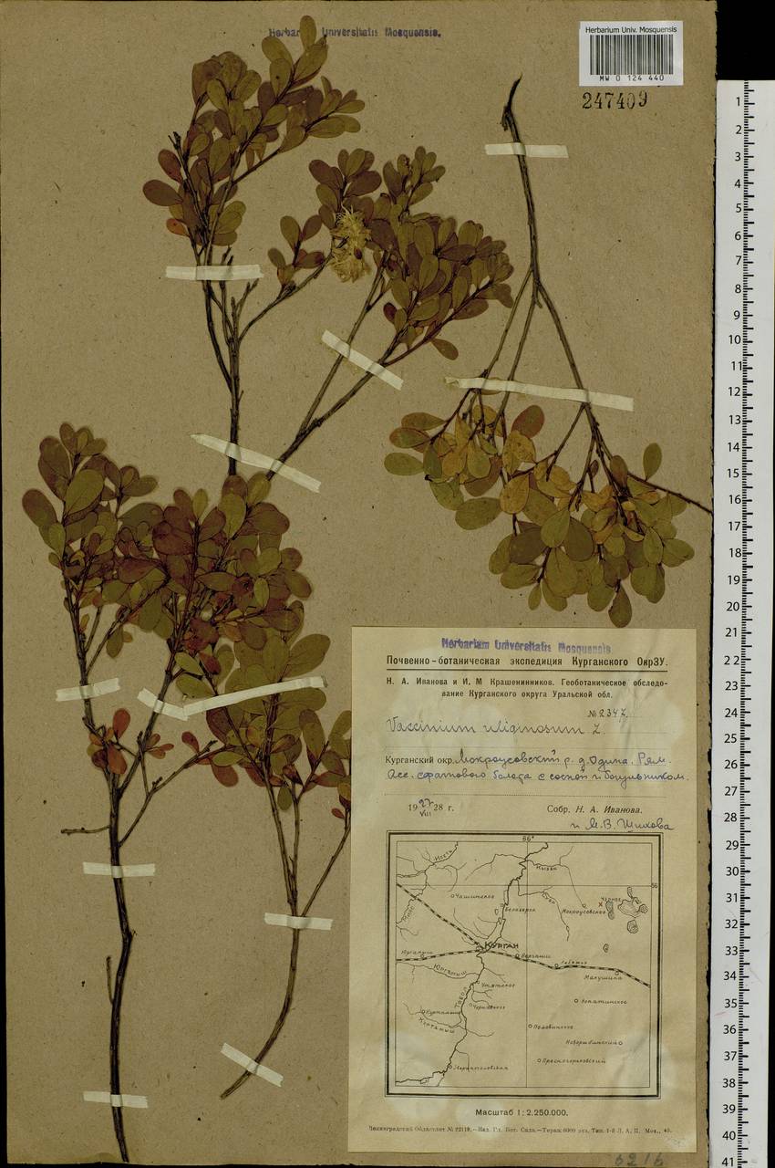 Vaccinium uliginosum L., Siberia, Western Siberia (S1) (Russia)