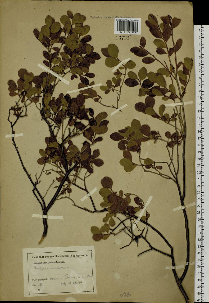 Vaccinium uliginosum L., Siberia, Western Siberia (S1) (Russia)