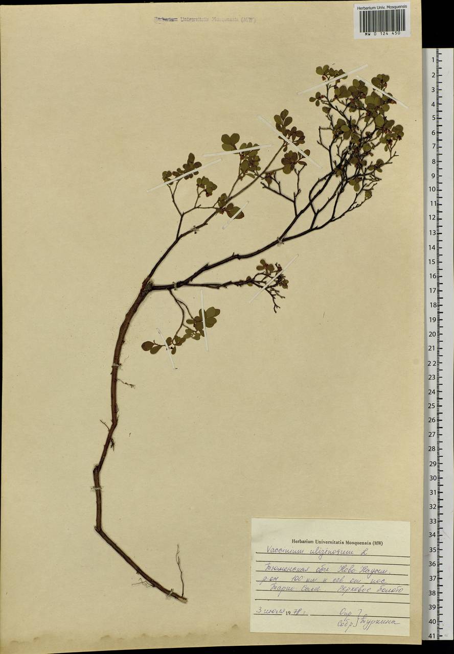 Vaccinium uliginosum L., Siberia, Western Siberia (S1) (Russia)