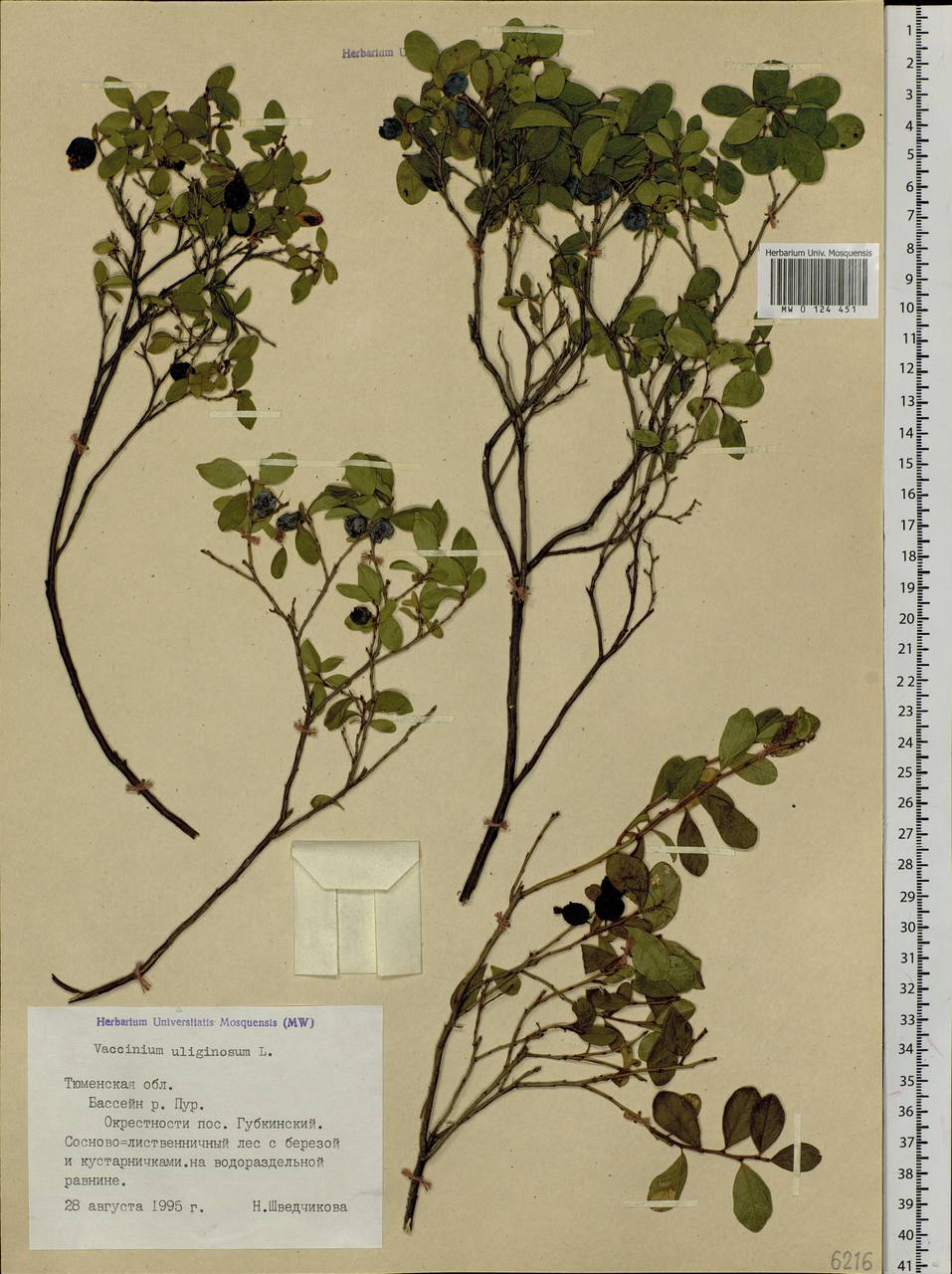 Vaccinium uliginosum L., Siberia, Western Siberia (S1) (Russia)