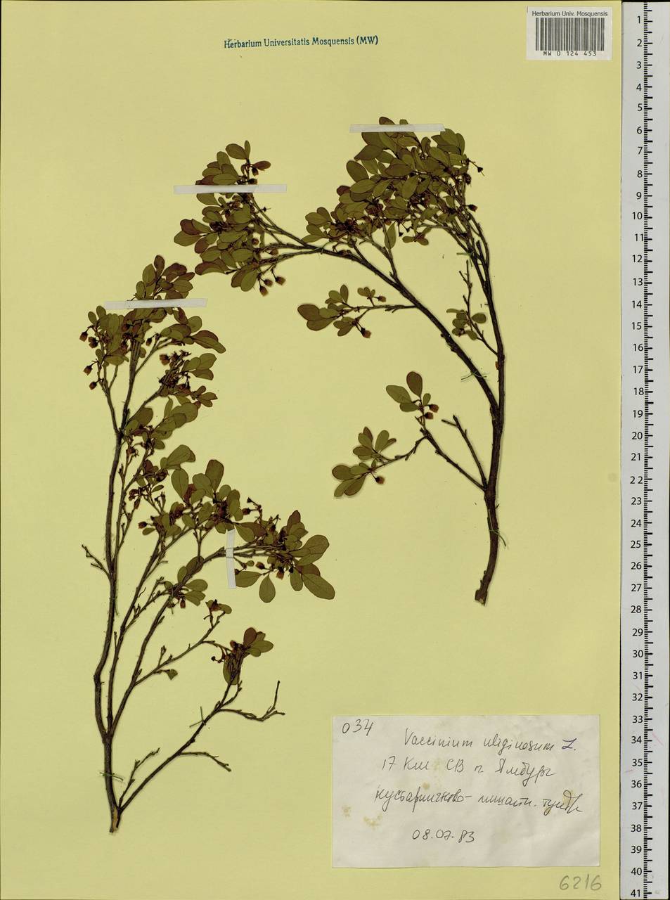 Vaccinium uliginosum L., Siberia, Western Siberia (S1) (Russia)