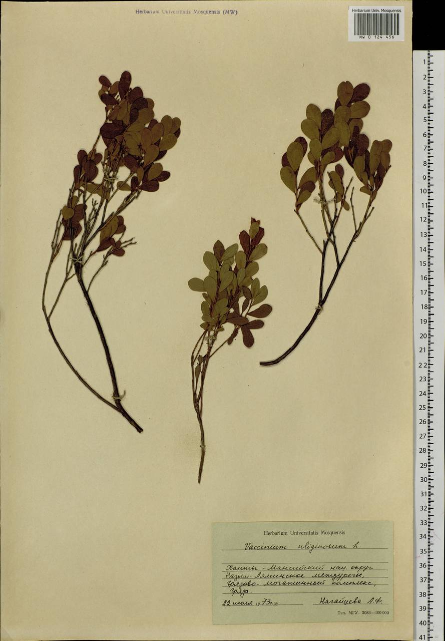 Vaccinium uliginosum L., Siberia, Western Siberia (S1) (Russia)