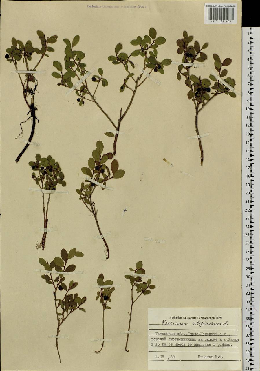 Vaccinium uliginosum L., Siberia, Western Siberia (S1) (Russia)