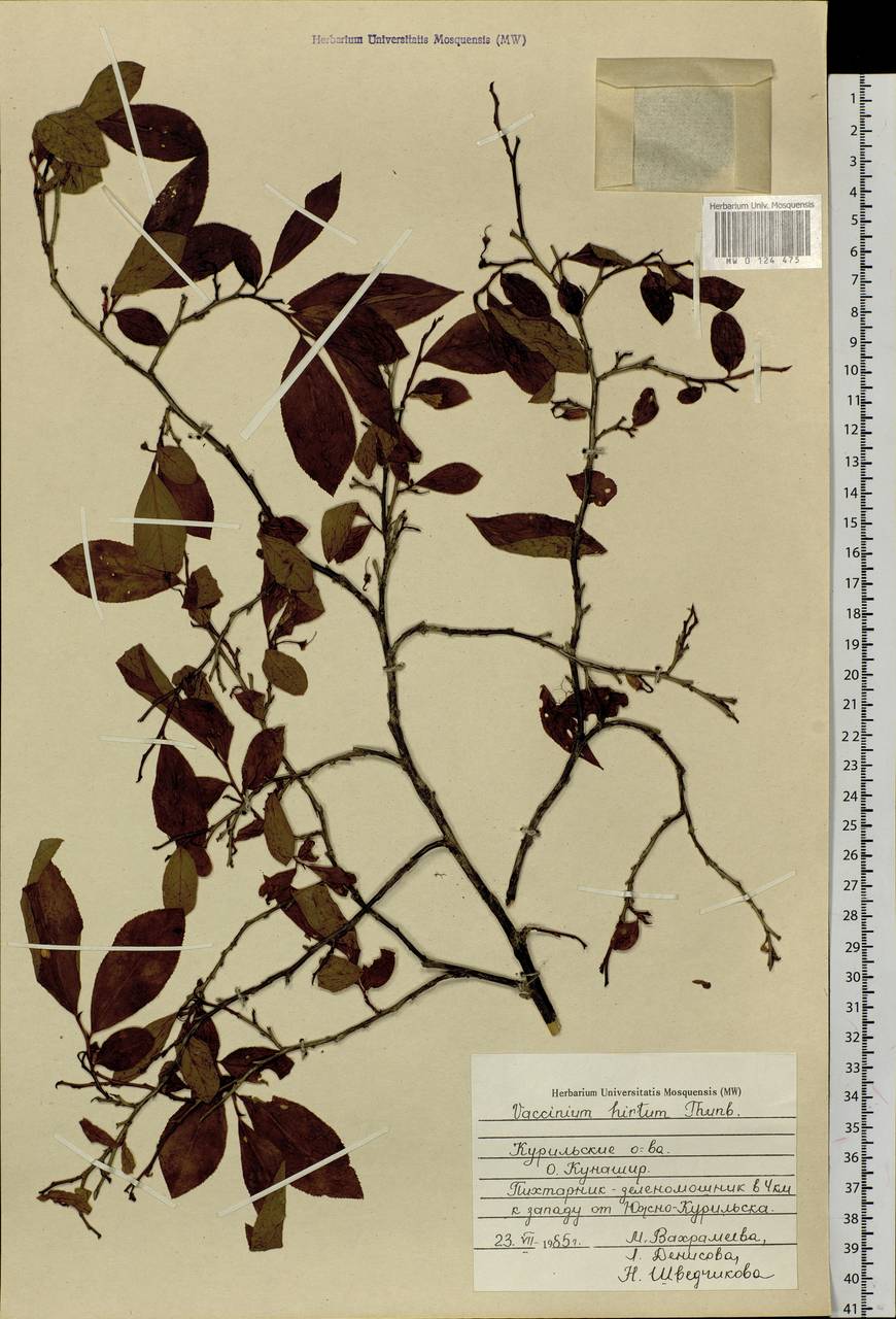 Vaccinium smallii A. Gray, Siberia, Russian Far East (S6) (Russia)