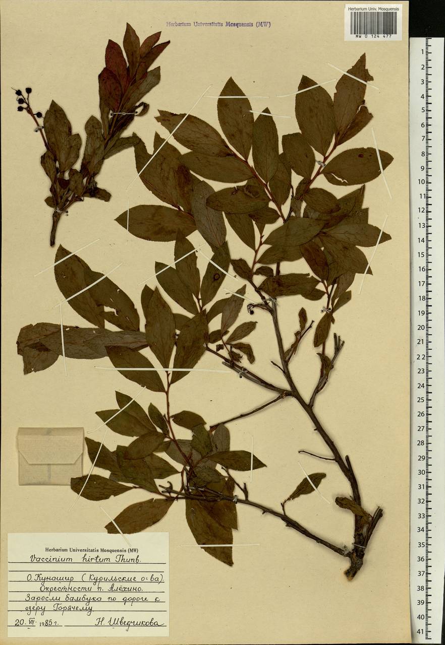 Vaccinium smallii A. Gray, Siberia, Russian Far East (S6) (Russia)