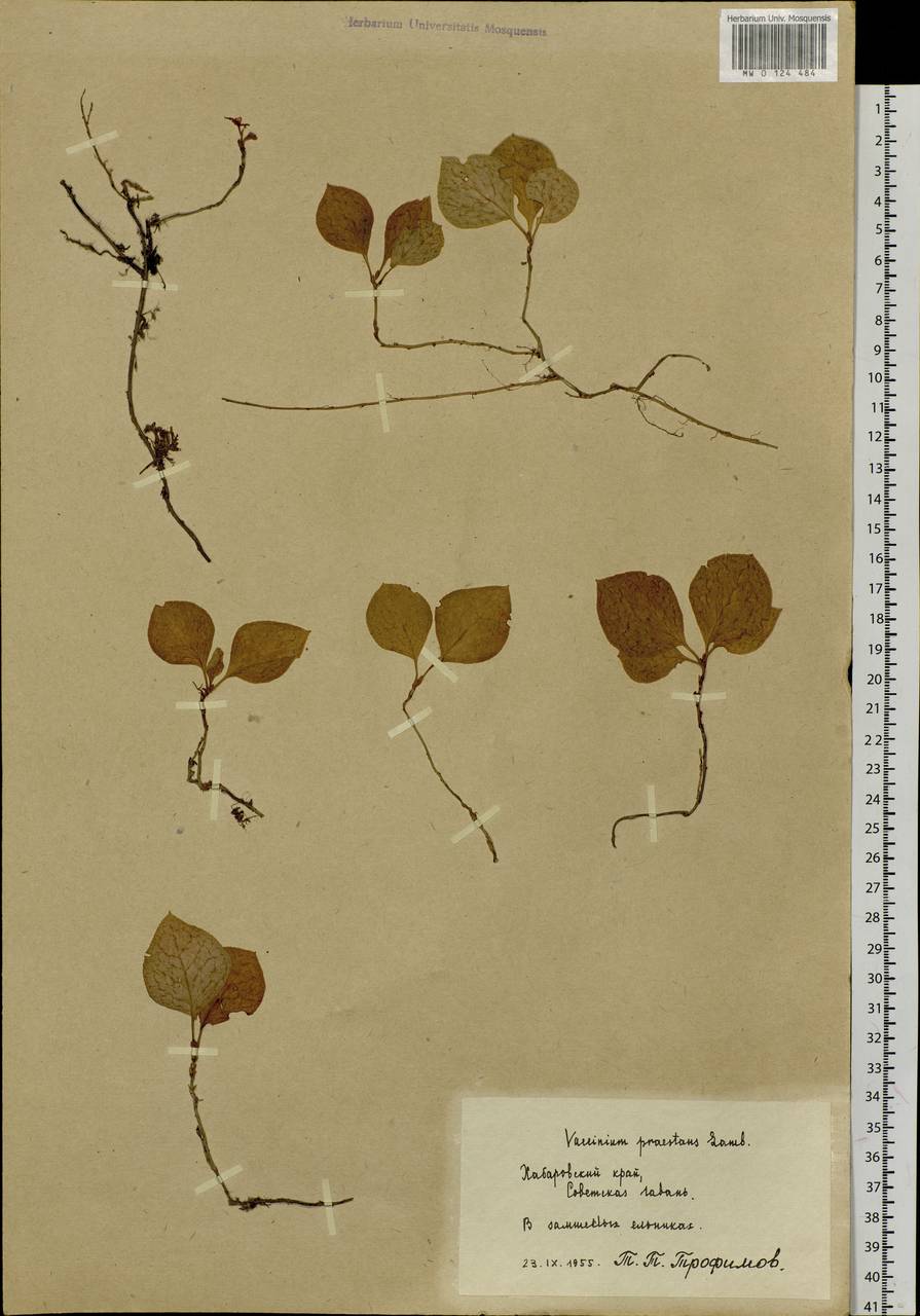Vaccinium praestans Lamb., Siberia, Russian Far East (S6) (Russia)