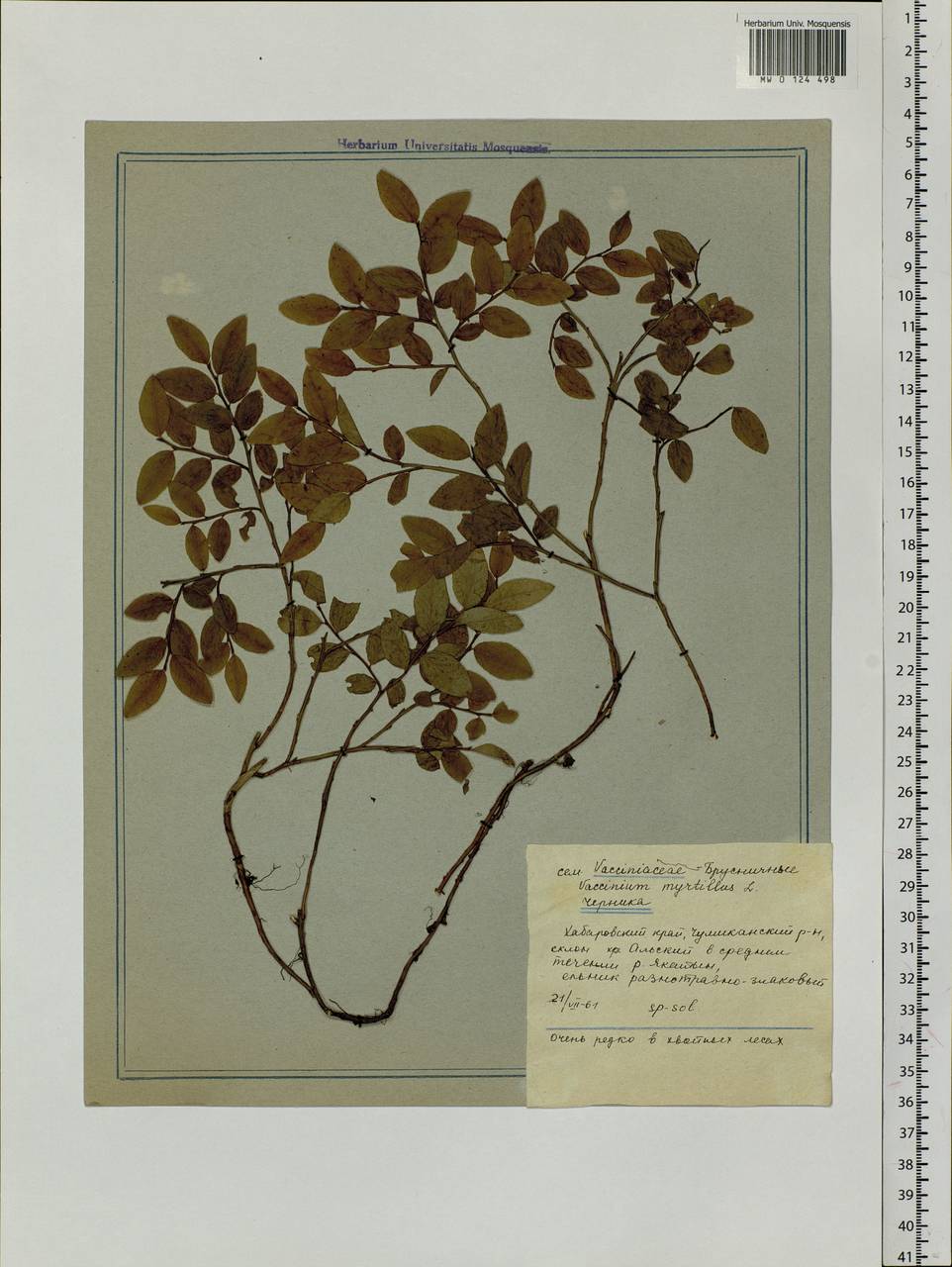 Vaccinium myrtillus L., Siberia, Russian Far East (S6) (Russia)