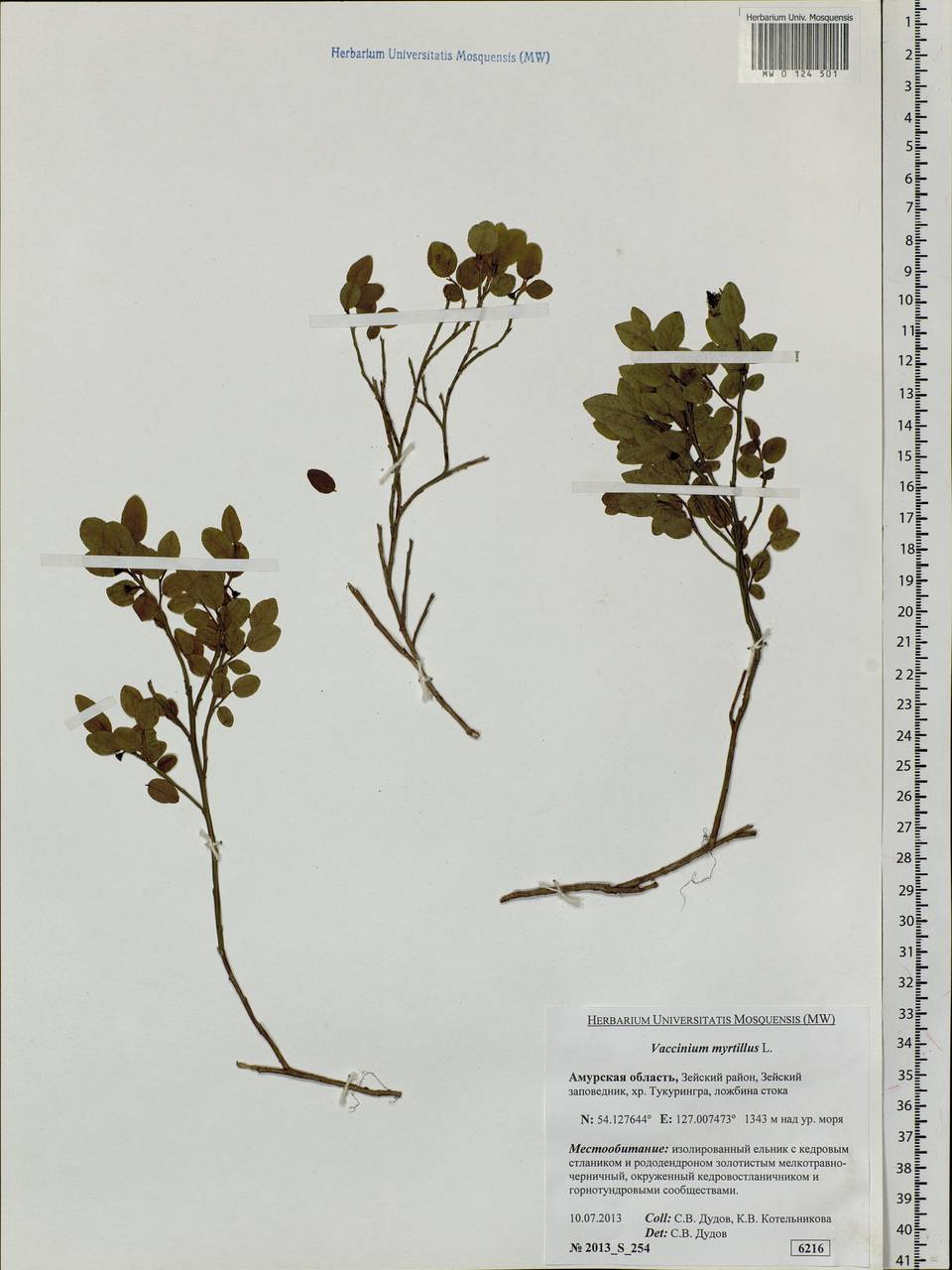 Vaccinium myrtillus L., Siberia, Russian Far East (S6) (Russia)