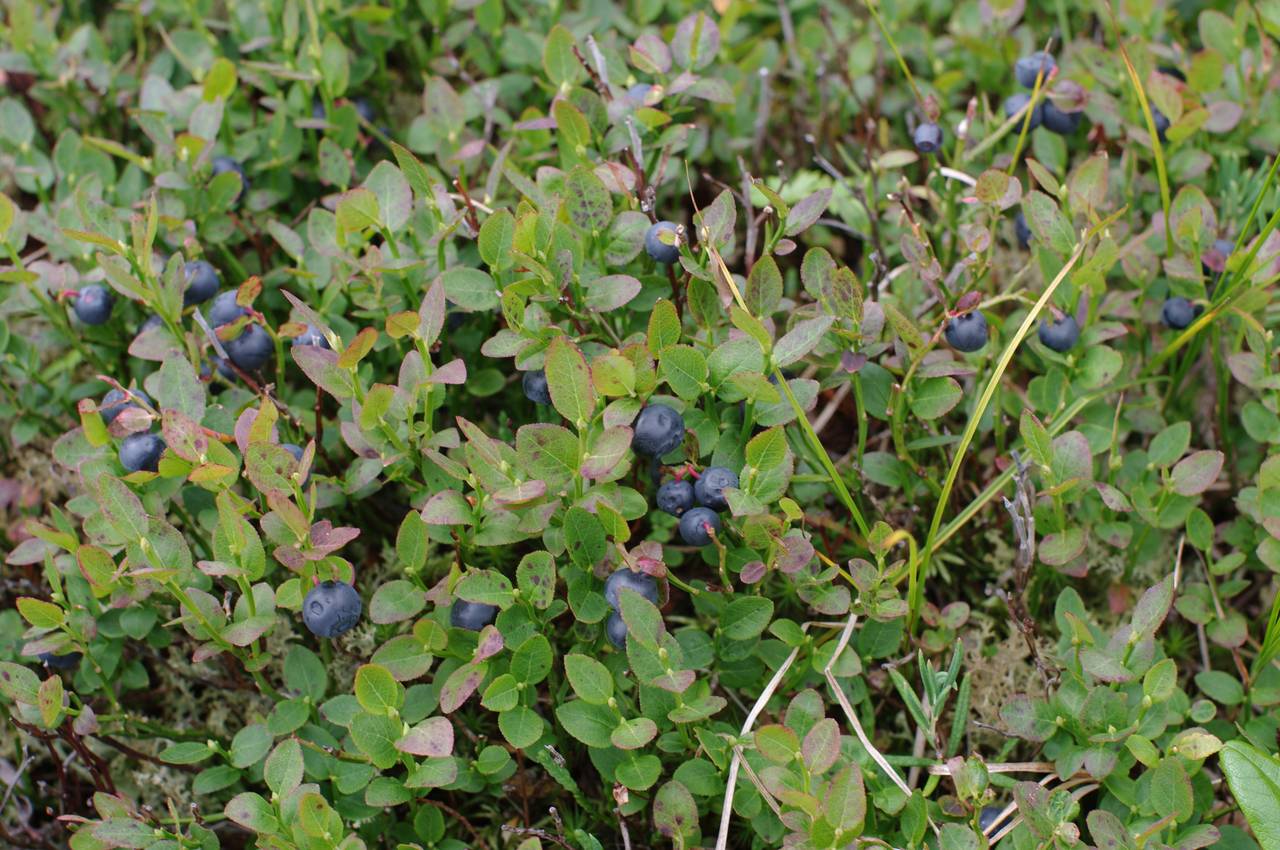 Vaccinium myrtillus L., Siberia, Russian Far East (S6) (Russia)