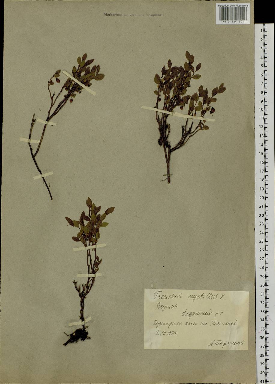 Vaccinium myrtillus L., Siberia, Yakutia (S5) (Russia)