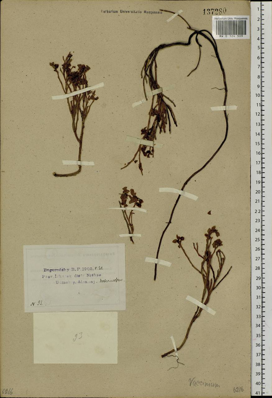 Vaccinium myrtillus L., Siberia, Baikal & Transbaikal region (S4) (Russia)