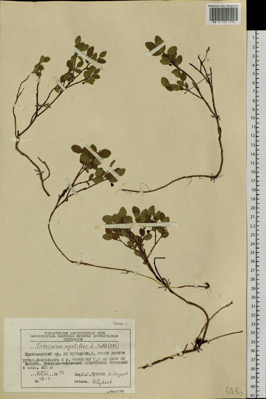 Vaccinium myrtillus L., Siberia, Central Siberia (S3) (Russia)