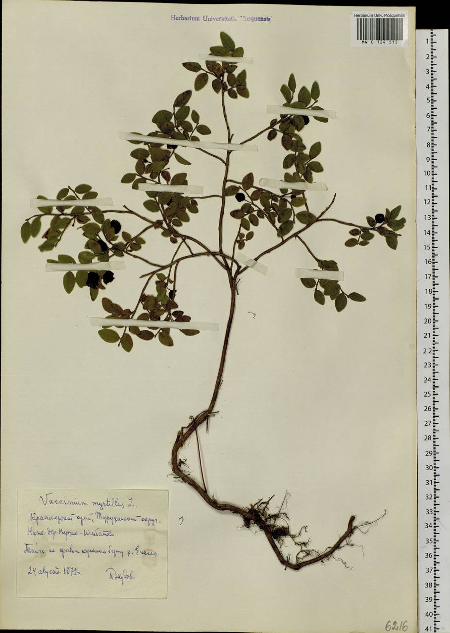 Vaccinium myrtillus L., Siberia, Central Siberia (S3) (Russia)